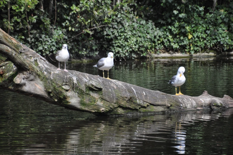 three birds are perched on a tree nch that is in the water