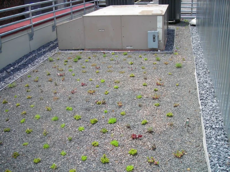 grass and gravel area in a fenced enclosure