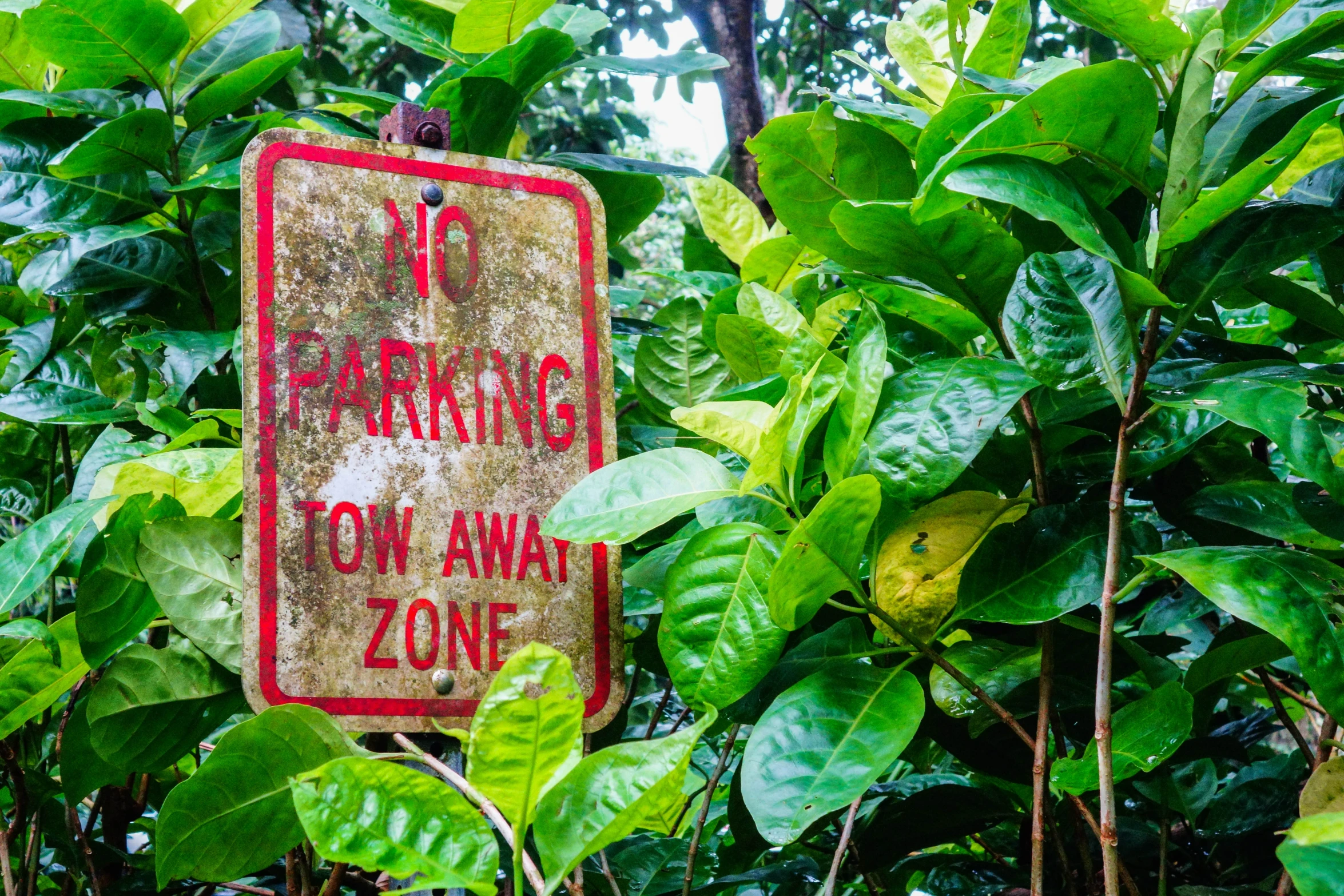 a do not enter sign sits in front of lots of leaves