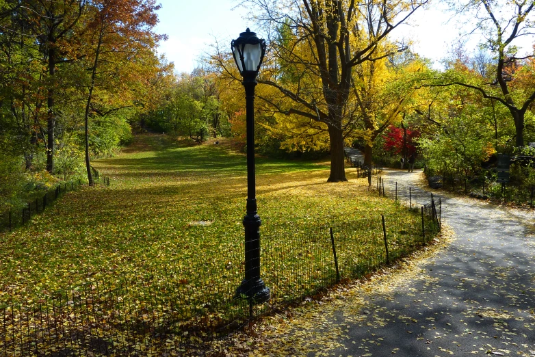 this is a walkway between two tall trees