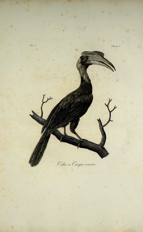 a drawing of a bird on a nch