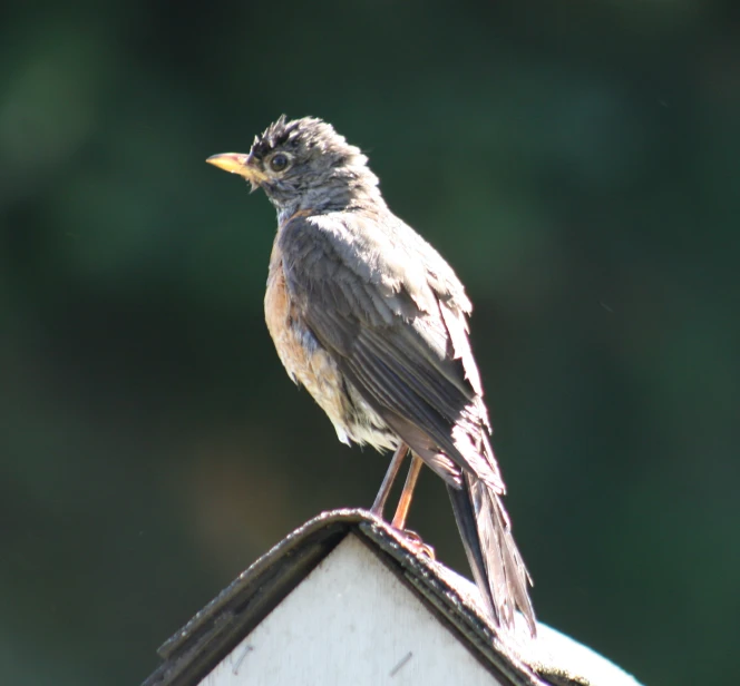 a small bird is perched on top of a house