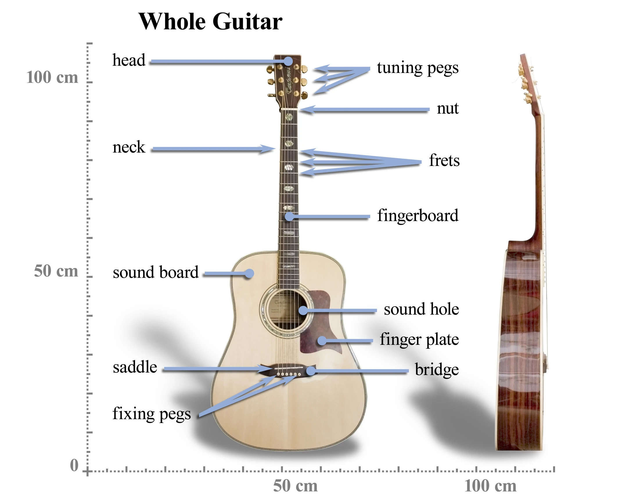 an acoustic guitar labeled in its different parts