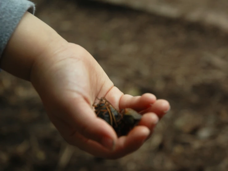 there is a small insect sitting in someone's hand