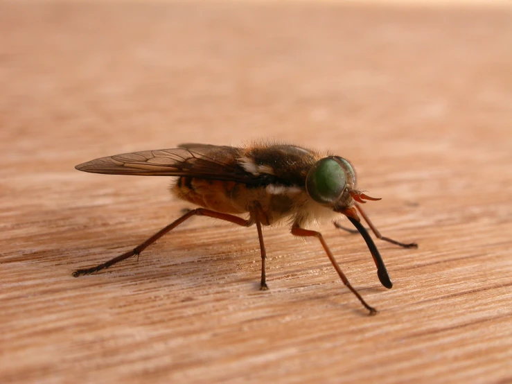 a fly on a table next to a brown table