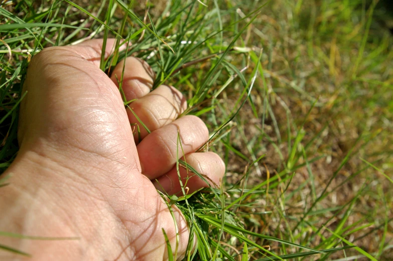 a person holding their hand in the grass