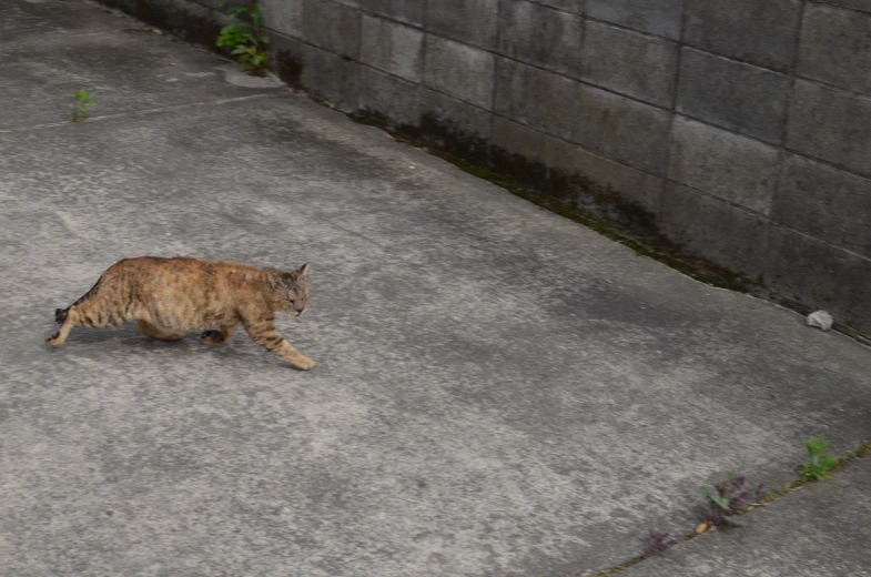 a cat that is walking on concrete pavement