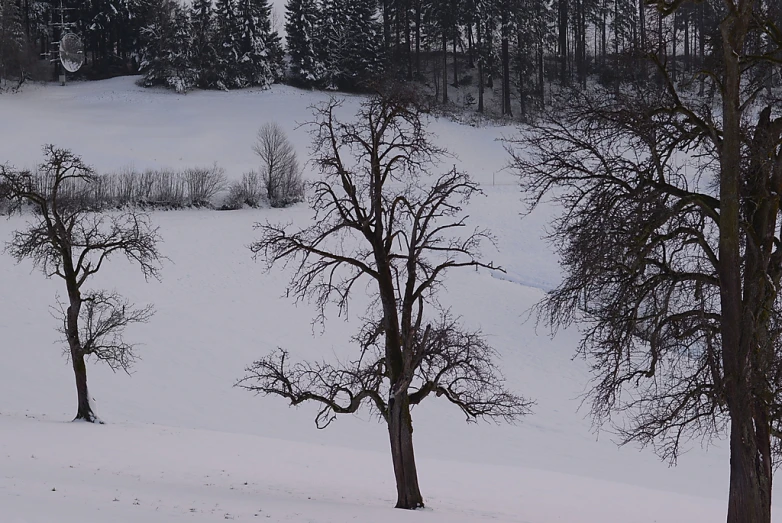 the snow covered forest is on its peak