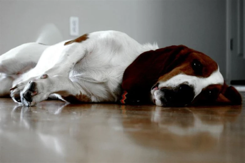 a brown and white dog is asleep on the floor