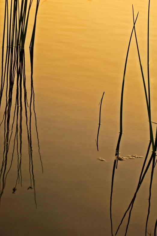 reeds are growing and reflecting in a body of water