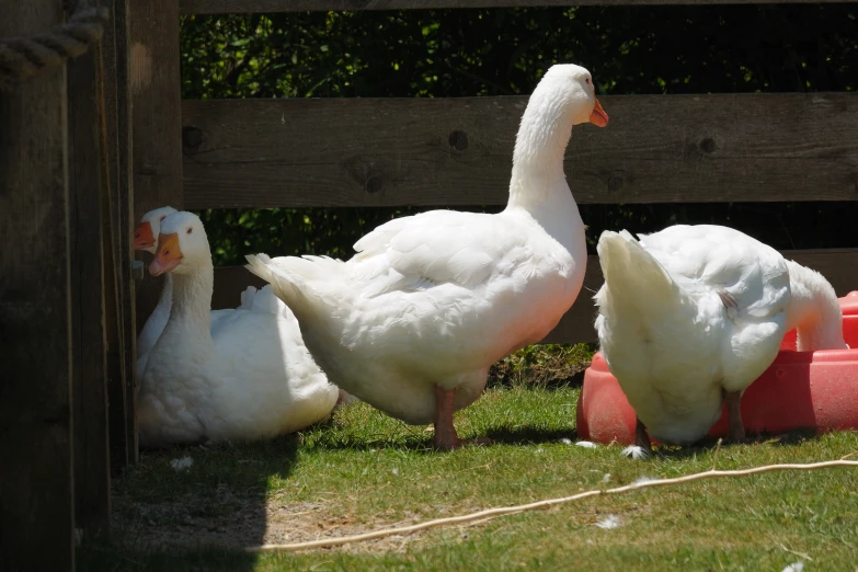 two large white ducks are next to red watering bins