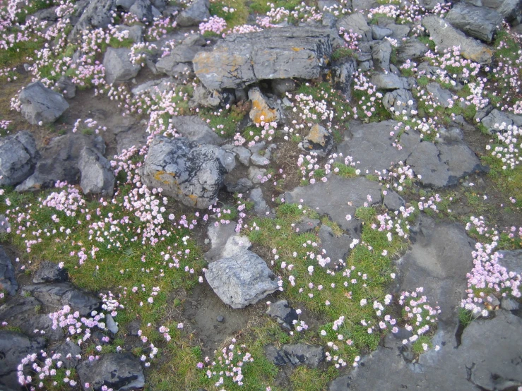 many small pink flowers on rocks near one another