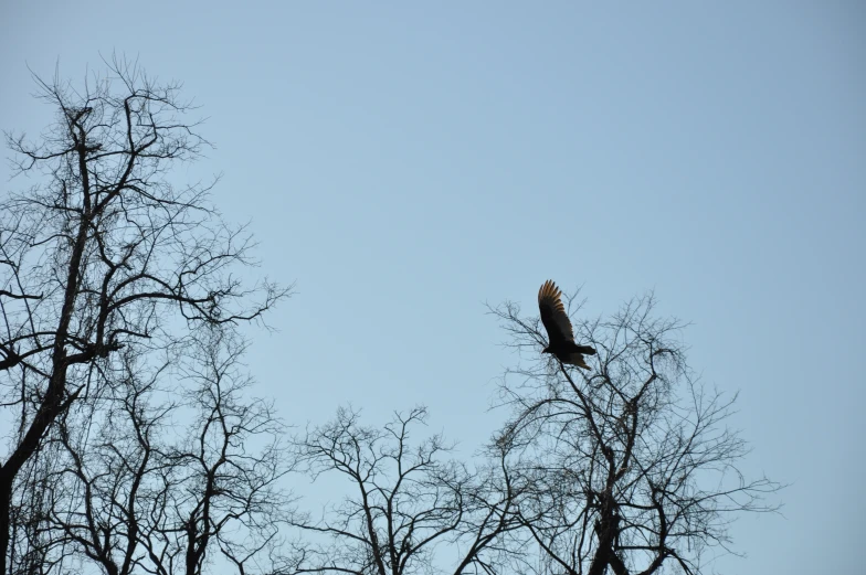 a bird in the middle of the sky perched on a tree