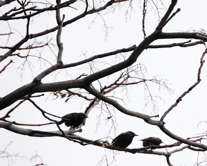 a group of birds sitting on the nches of a tree