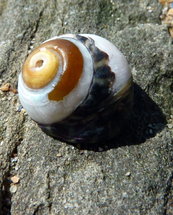 a close up of a snail on the ground