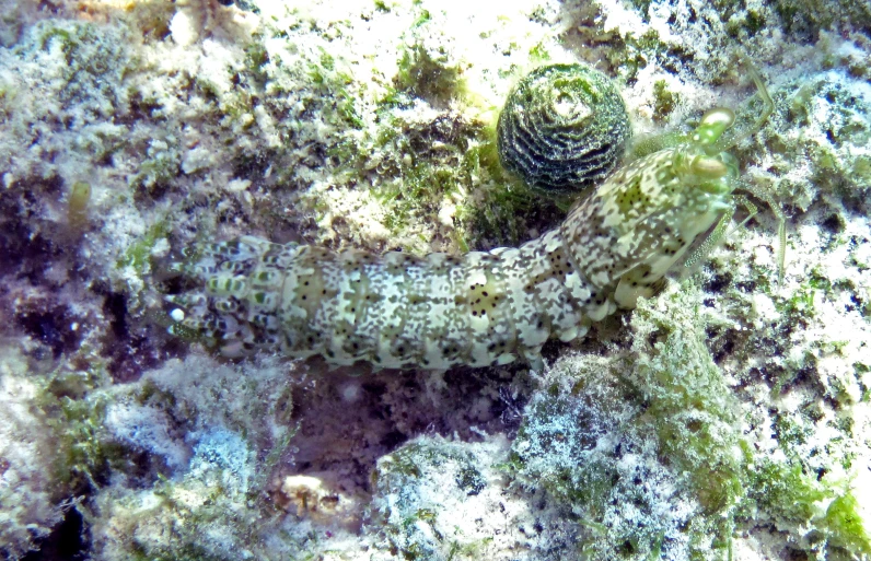 a green marine animal laying on top of a reef