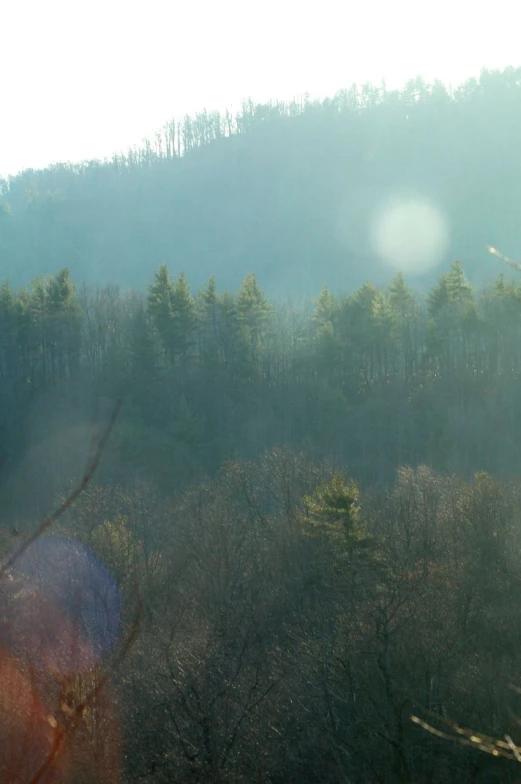 a large wooded area with a bench in the foreground and sunlight shining on trees