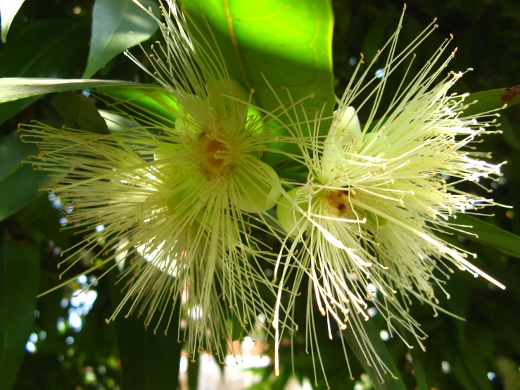 close up of white flowers blooming on tree