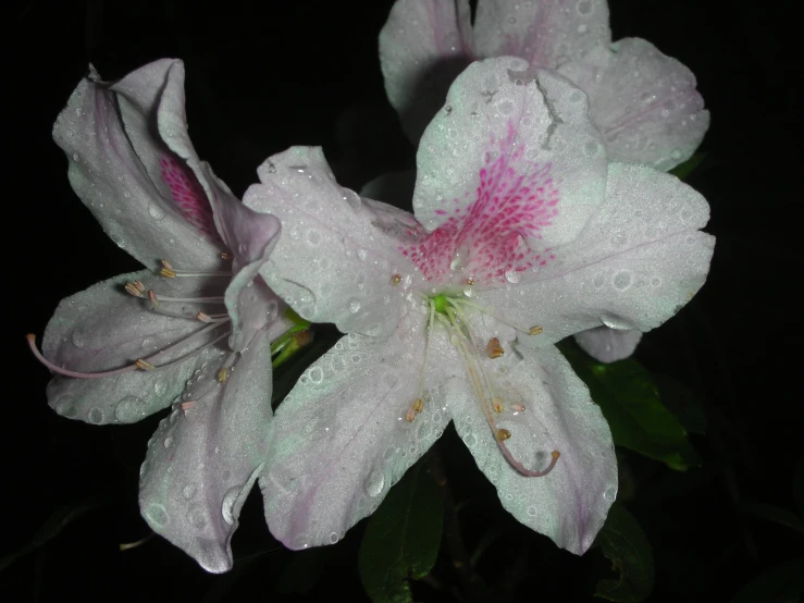 the po of a flower with dew on it