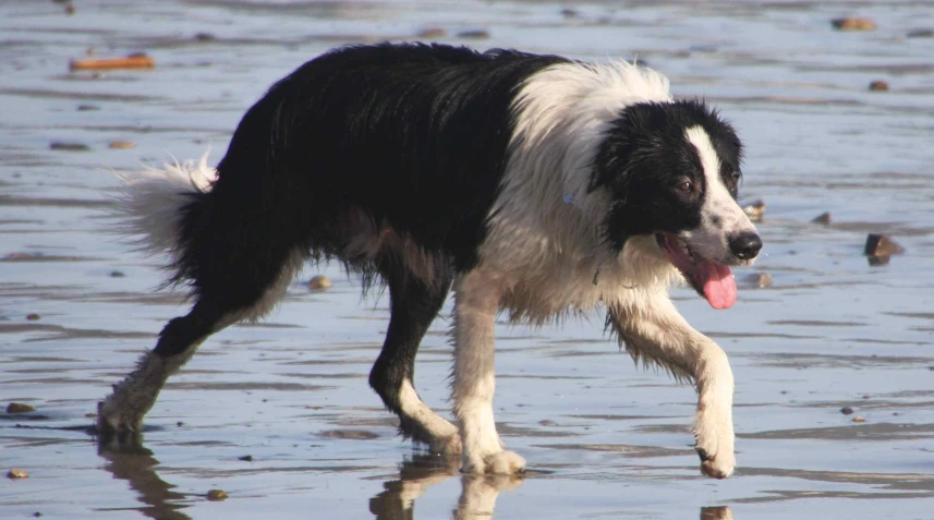 a black and white dog walking through water on the beach
