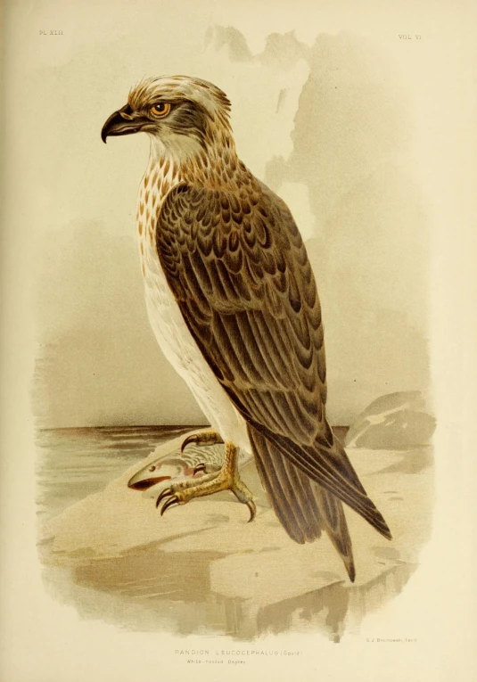 an antique bird painting of a falcon sitting on the beach