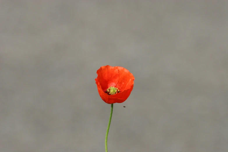 a red flower with a insect sitting in the middle of it