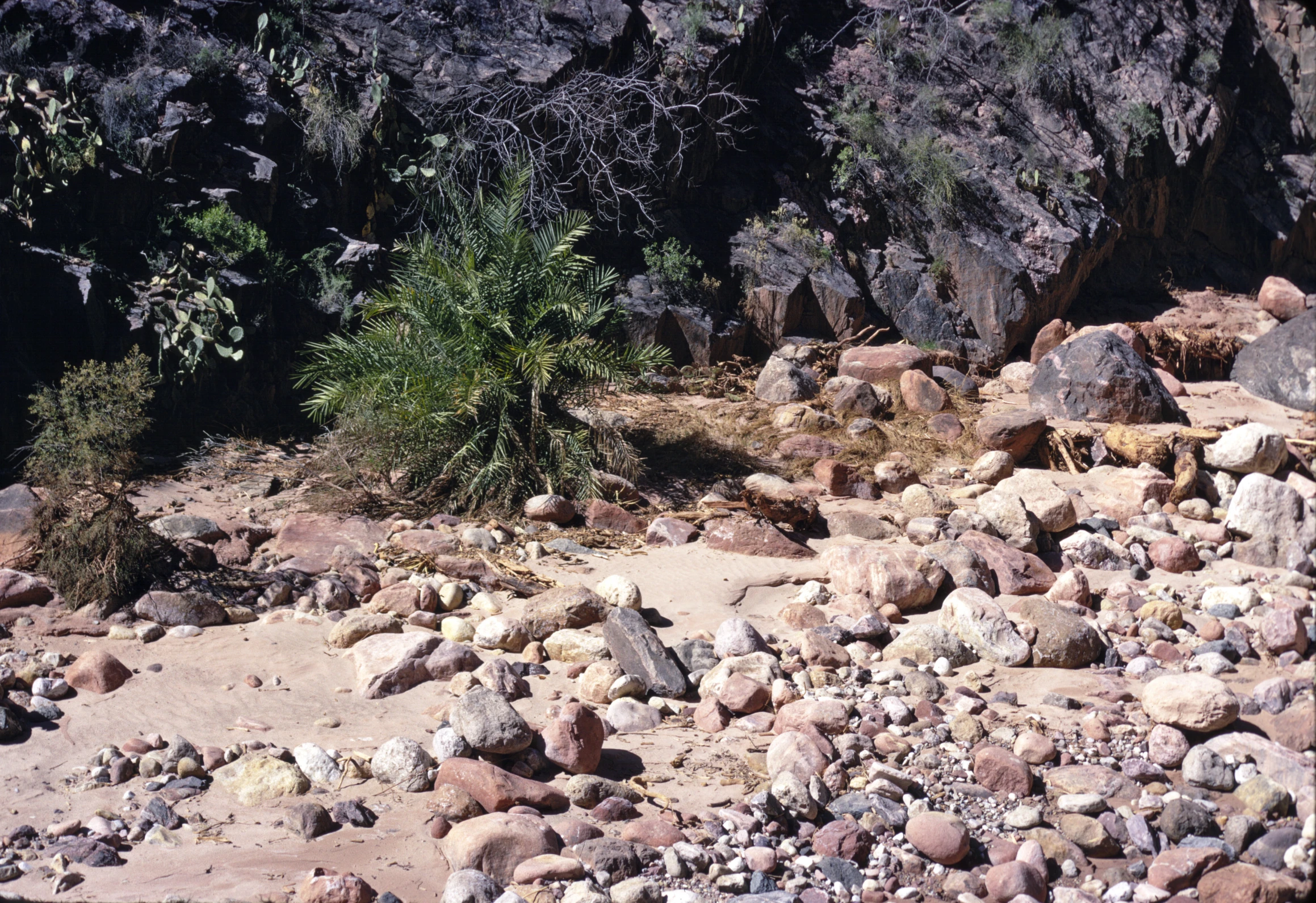 a very pretty green plant near a rocky terrain