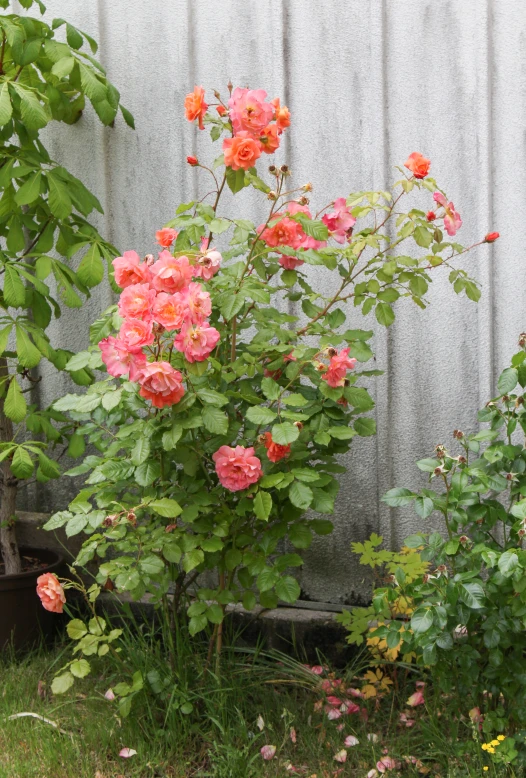 pink flowers against a metal background in a garden