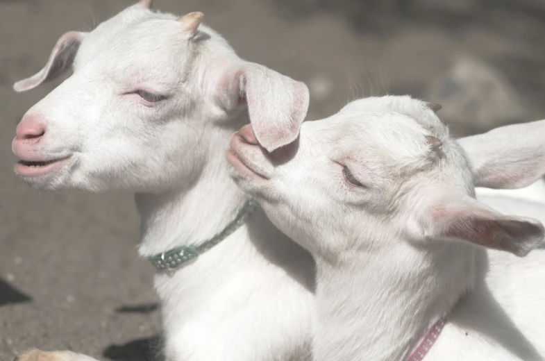 two baby goats playing together on the ground