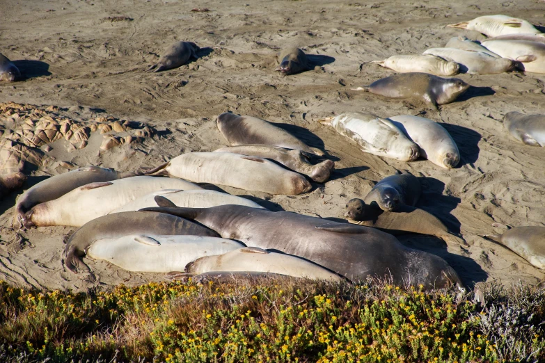 a group of large and small animal laying on the sand