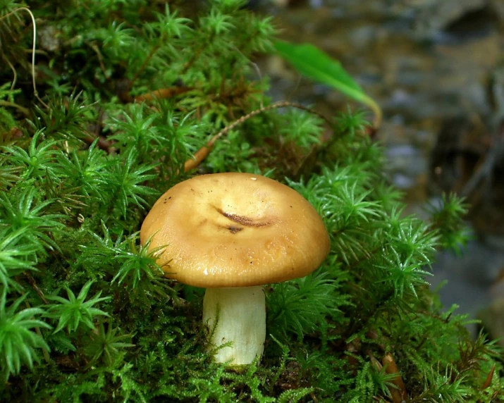 an image of a mushroom that is outside