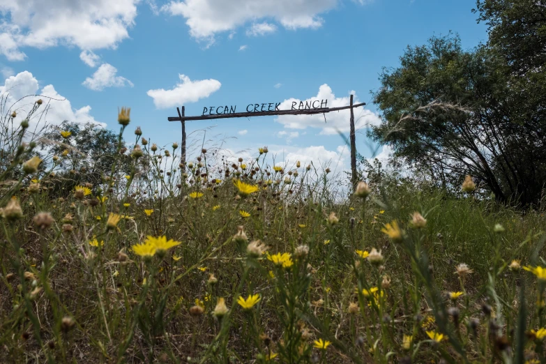 a field of wild flowers and yellow flowers next to an old rusty gate