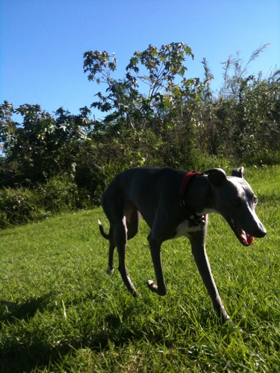 dog standing in open area of field with trees and brush