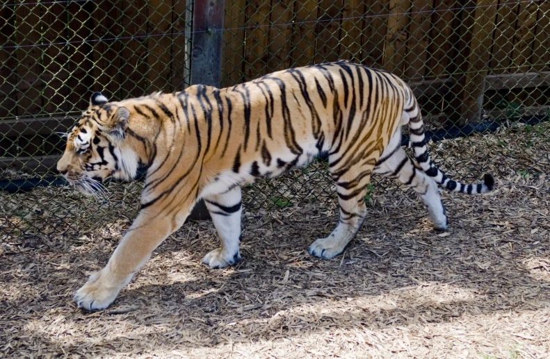 a tiger walks through the dry land of its enclosure