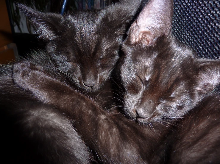 two cats snuggling together on top of a sofa