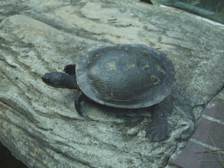a baby turtle crawling on some kind of rock