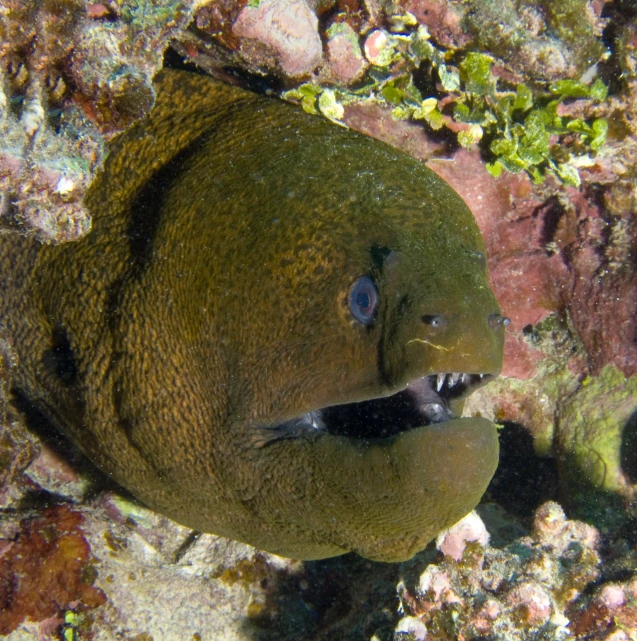 a very small group of fish in a water