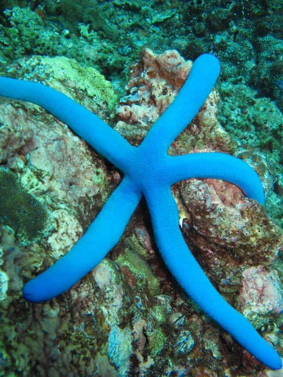 a starfish that is laying down on the ocean bed