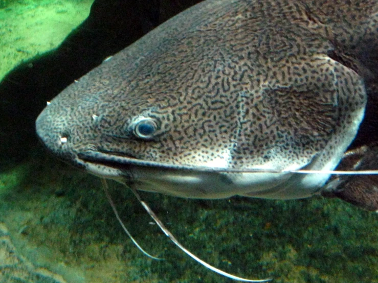 an image of a fish swimming in the water