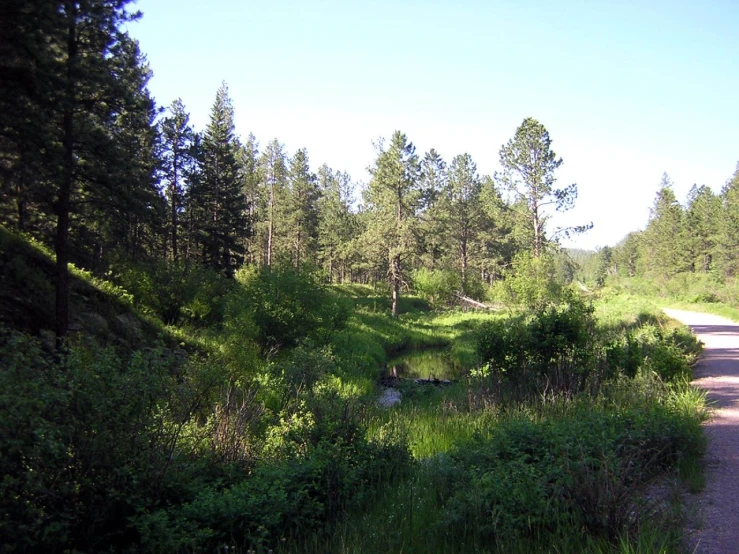 an image of a wooded road next to a creek