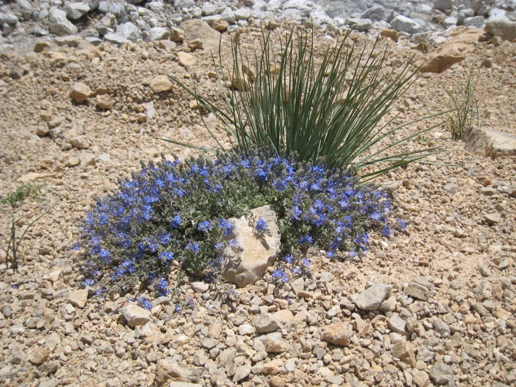 the plant is growing from the rock