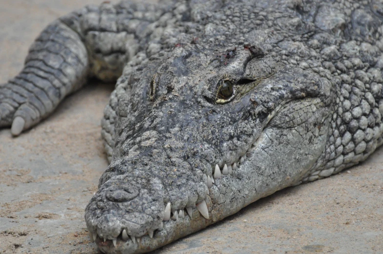 a large crocodile is laying on the ground