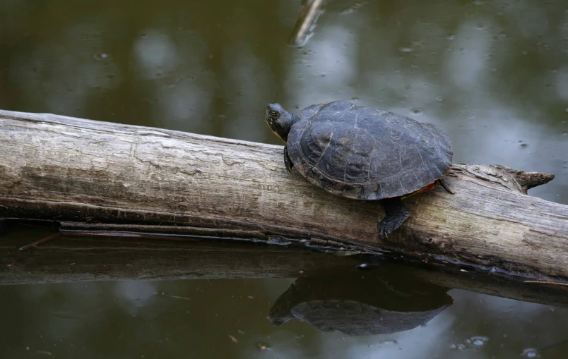 a turtle is on a log on the water