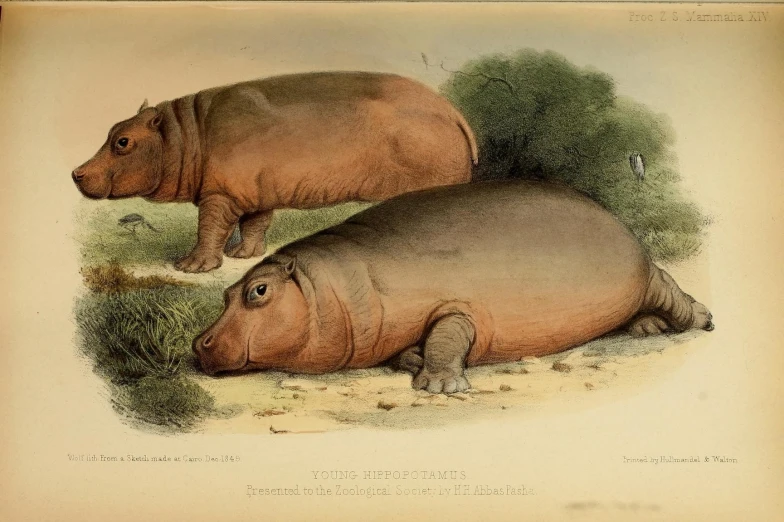 two hippos sit in the grass and rest their heads on each other