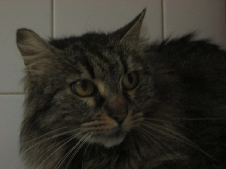 a cat looks down while standing on the tile