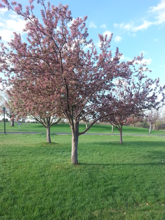 the blossoms on this tree are purple in color