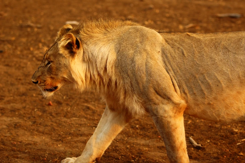 a lion that is walking across the dirt