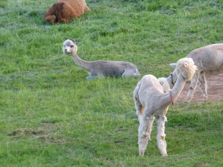 three white lamas and a brown llama resting on the grass