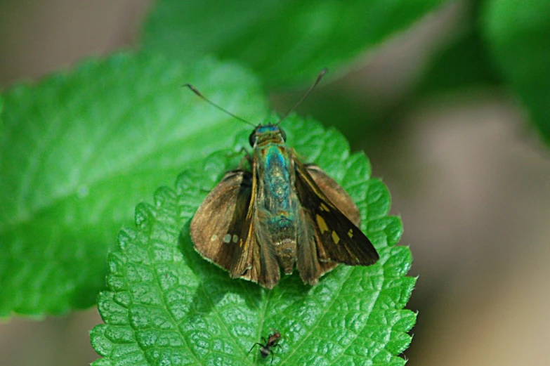 a close up of a brown and black moth on green leaves