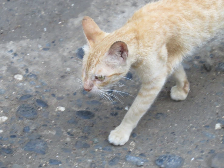 a small orange tabby cat standing on a street